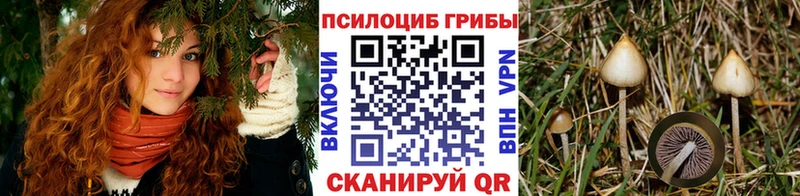 Псилоцибиновые грибы Psilocybe  площадка как зайти  Ессентуки  купить  цена 